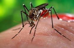 Chikungunya Vs Dengue: Symptom Differences and Prevention - Ragini Puri