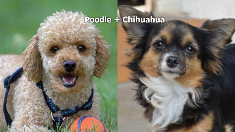 Chipoo - Meet The Ever Cheerful Chihuahua Poodle Mix » Teacup Dogs Daily