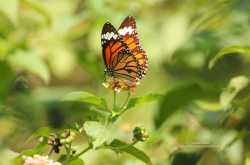 Choices for a gardener
