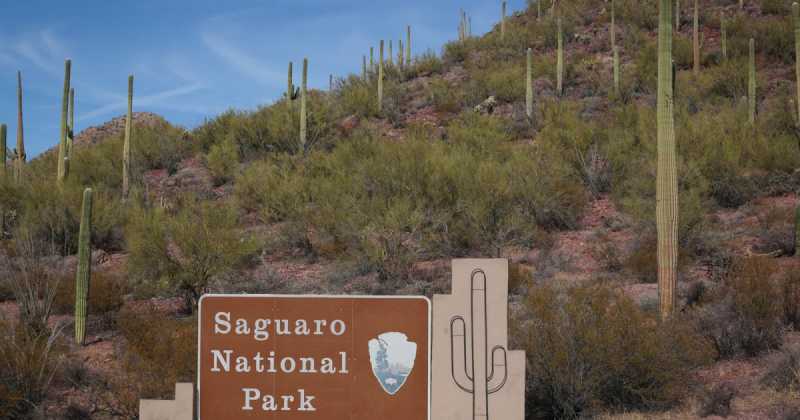 Christmas Vacation - Part II.b (Saguaro National Park West - Tucson Mountain District) 