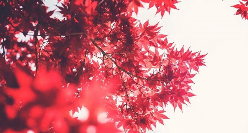 Chromotherapy - The Color Red - Moms Methods