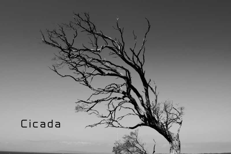 Cicada- Part 2