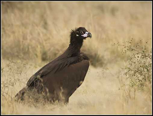 Cinereous Vulture