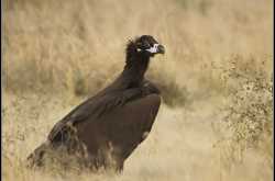 Cinereous Vulture
