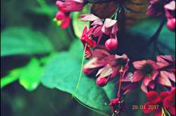 Cities of the Interior