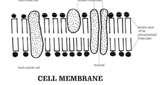 Class 9 - Biology - Cell: Fundamental Unit Of Life - Cell Membrane - Structure And Functions (#cbsenotes)(#eduvictors)