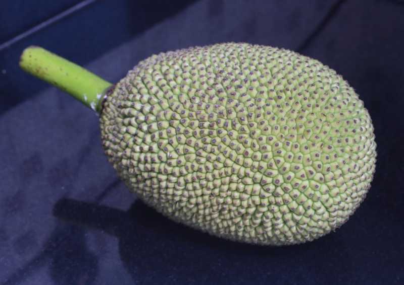 Clean Cook Baby Jack Fruit best Source For A Vegan Diet