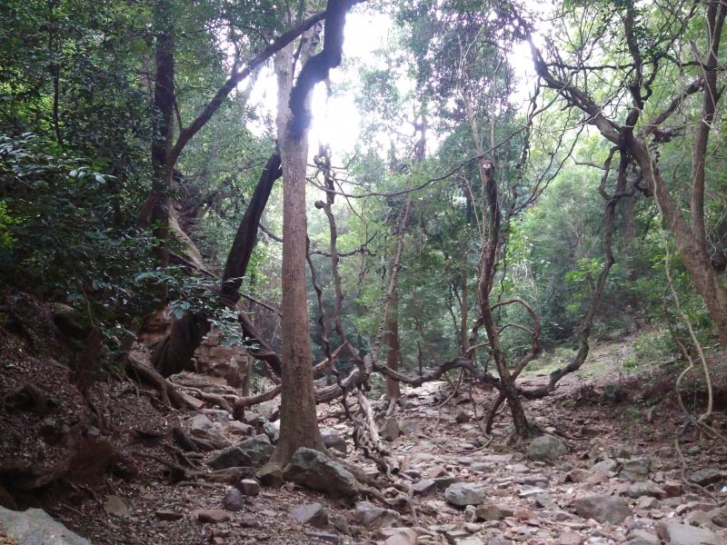 Climbing The Highest Waterfall In Andhra Pradesh- Talakona