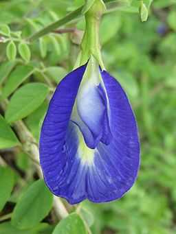 Clitoria ( Sangu Malli ) In Vellalore