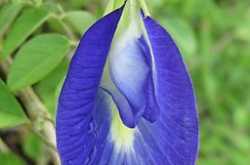 Clitoria ( Sangu malli ) in Vellalore