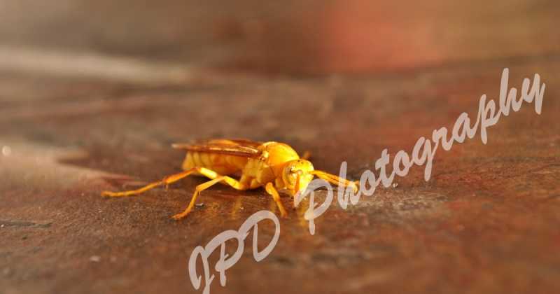 Close-up Of The Deadly Wasp