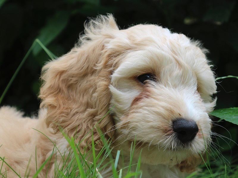 Cockapoo: A Phenomenal Choice For A Friendly Dog