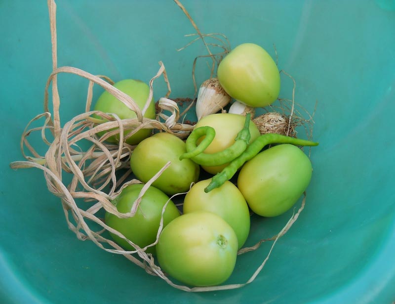 Coco Peat And Other Garden Experiments For 2012