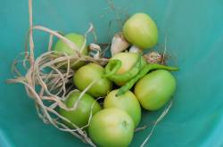 Coco Peat and Other Garden Experiments for 2012