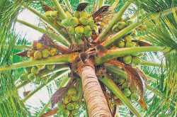 Coconut Safety Engineer: Knock out the coconuts