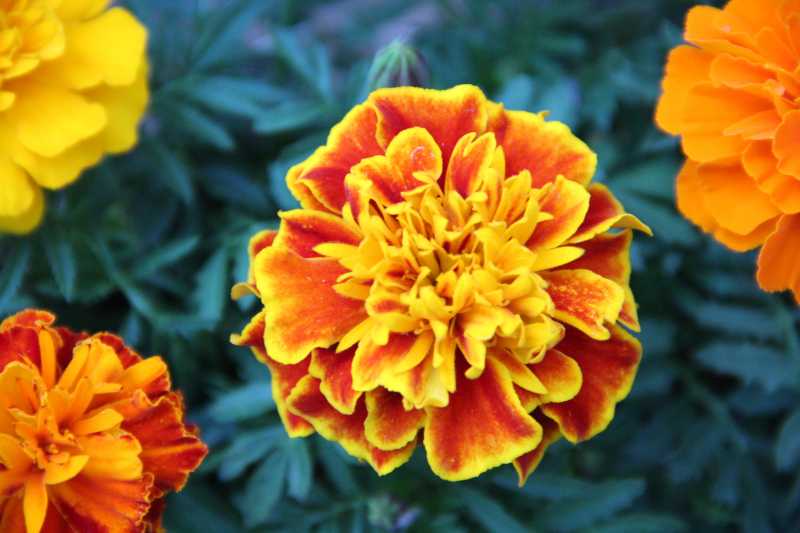 Coconut Burfi / Kobari Burfi