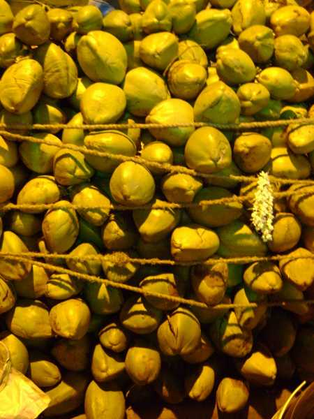 Coconut In Abundance