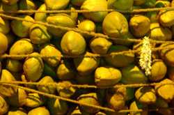 Coconut in abundance