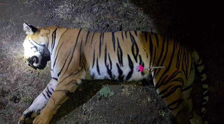 Cold-blooded Murder Of Tigress Avni
