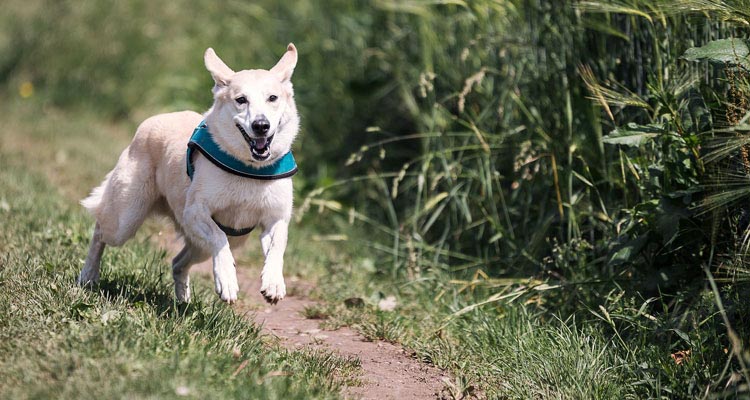 Colloidal Silver For Dogs - How To Use It, Benefits, And Precautions