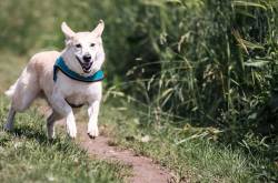 Colloidal Silver for Dogs - How to Use It, Benefits, and Precautions