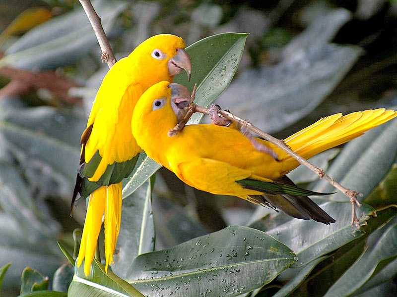 Colorful Birds Enjoying With Raindrops