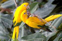 Colorful Birds Enjoying with Raindrops