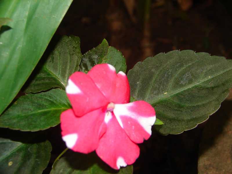 Colors Of Kerala-By Ajit Gajre