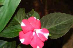 Colors of Kerala-By Ajit Gajre