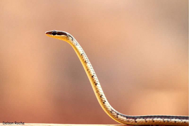 Common Bronzeback Tree Snake