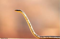 Common Bronzeback Tree Snake