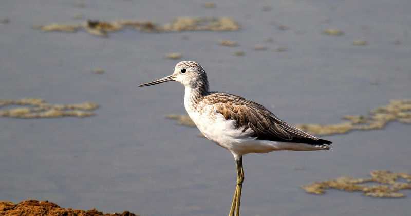 Common Greenshank
