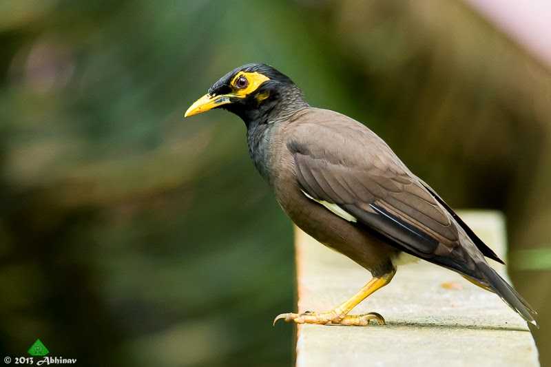 Common Myna - 2