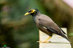 Common Myna - 2