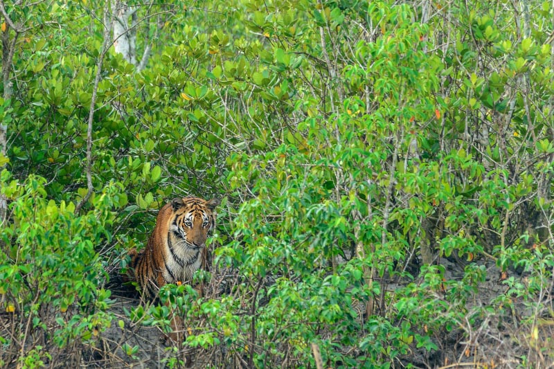Comparative Study Of Sundarban Tiger And Other Bengal Tigers Of India