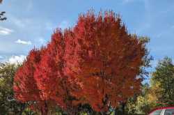 Competing for color space