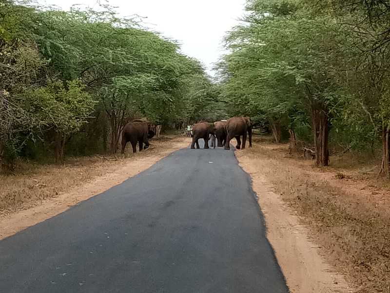 Conflict Betwen Man And Elephants On The Rise In Odisha