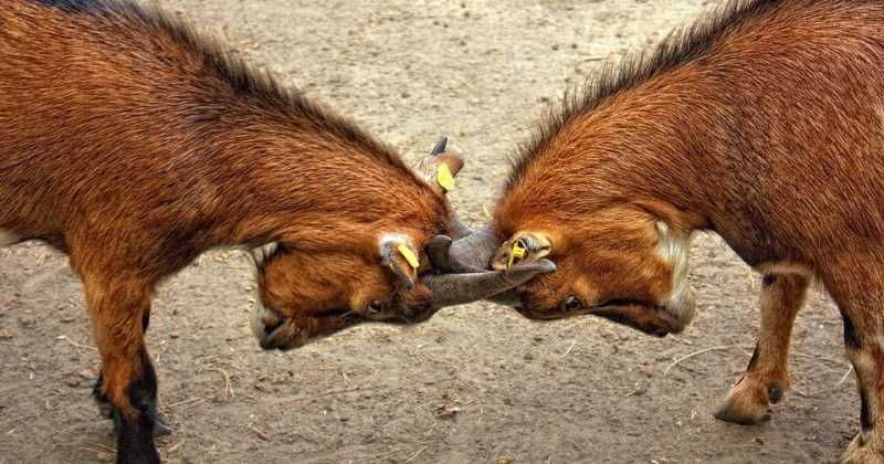 Conflict Management In The Workplace And In Relationships