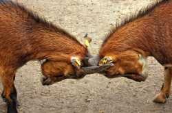 conflict management in the workplace and in relationships