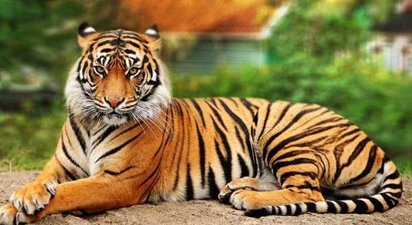 Congrats Dehradun For Getting The First Tiger Cell Of India, Will Help In Tiger Conservation