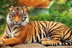 Congrats Dehradun For Getting The First Tiger Cell Of India, Will Help In Tiger Conservation