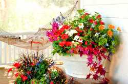 Container Garden Ideas