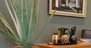 Cool Ideas To Decorate Your Home With Aloe Vera Plants 