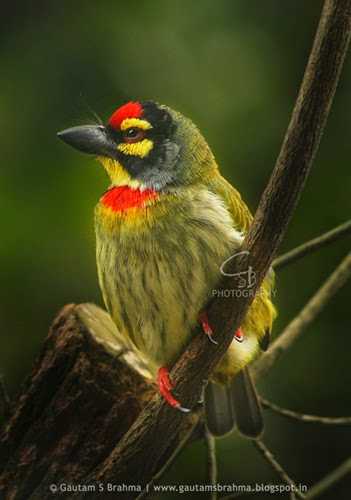 Coppersmith Barbet