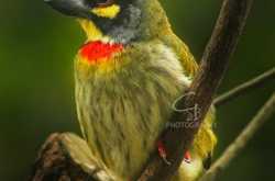 Coppersmith Barbet