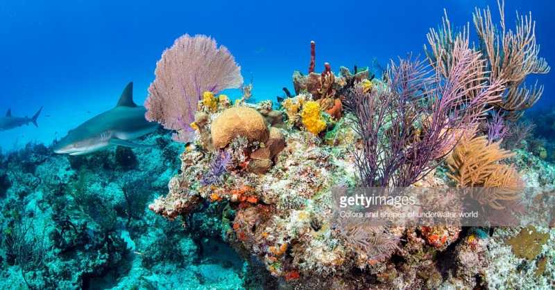Coral Reefs Are In Danger
