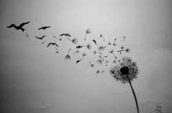 Corals in a shell: Never meant to be.