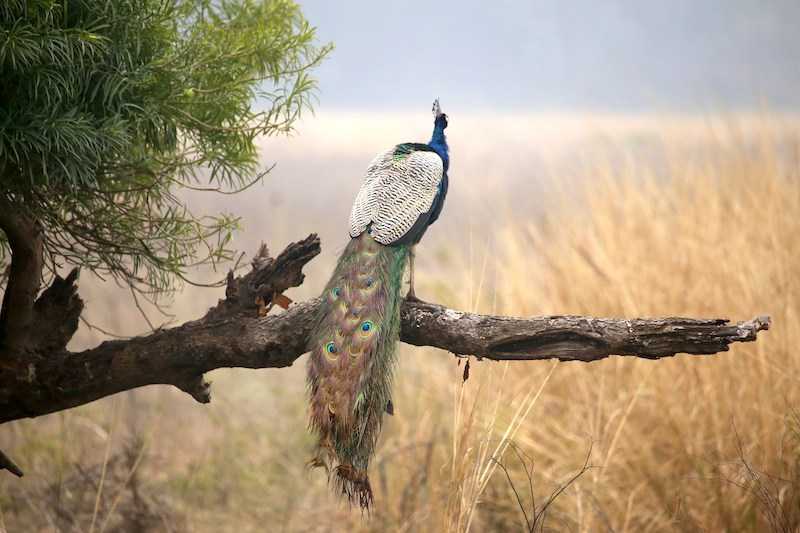 Corbett Calling - Itchy Feet