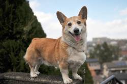 corgi lab mix - why you should adopt a dog of this breed