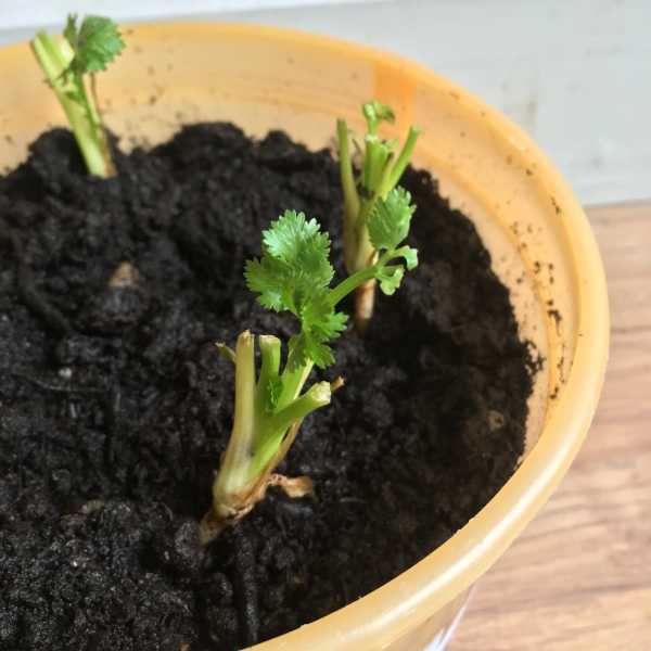Coriander Herb - Regrowing From Market Bought Coriander Herb 